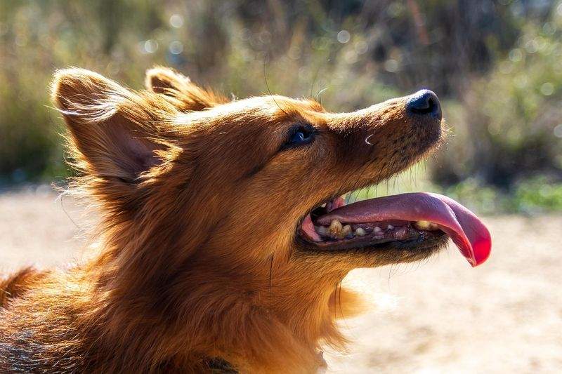 Paws & Whiskers Haven - Image 1