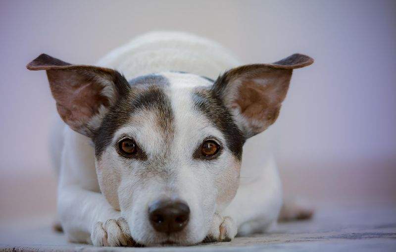 Paws & Whiskers Haven - Image 11