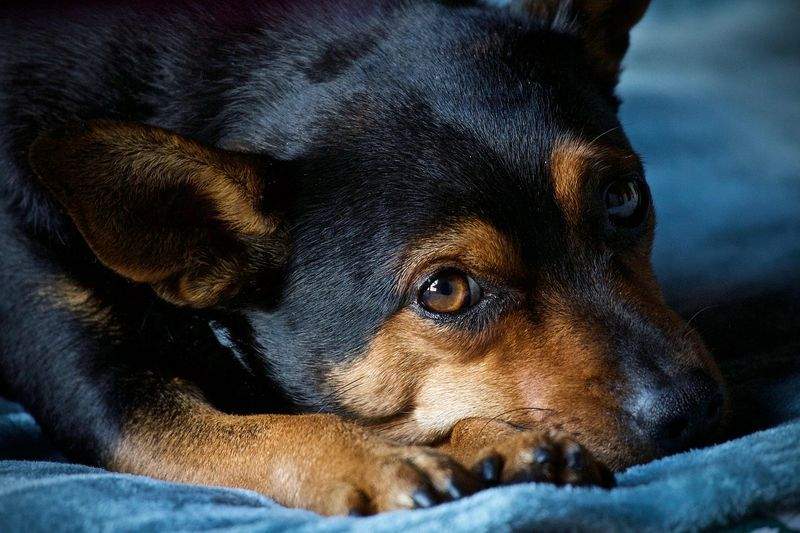 Paws & Whiskers Haven - Image 12