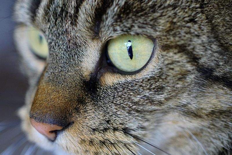 Paws & Whiskers Haven - Image 6