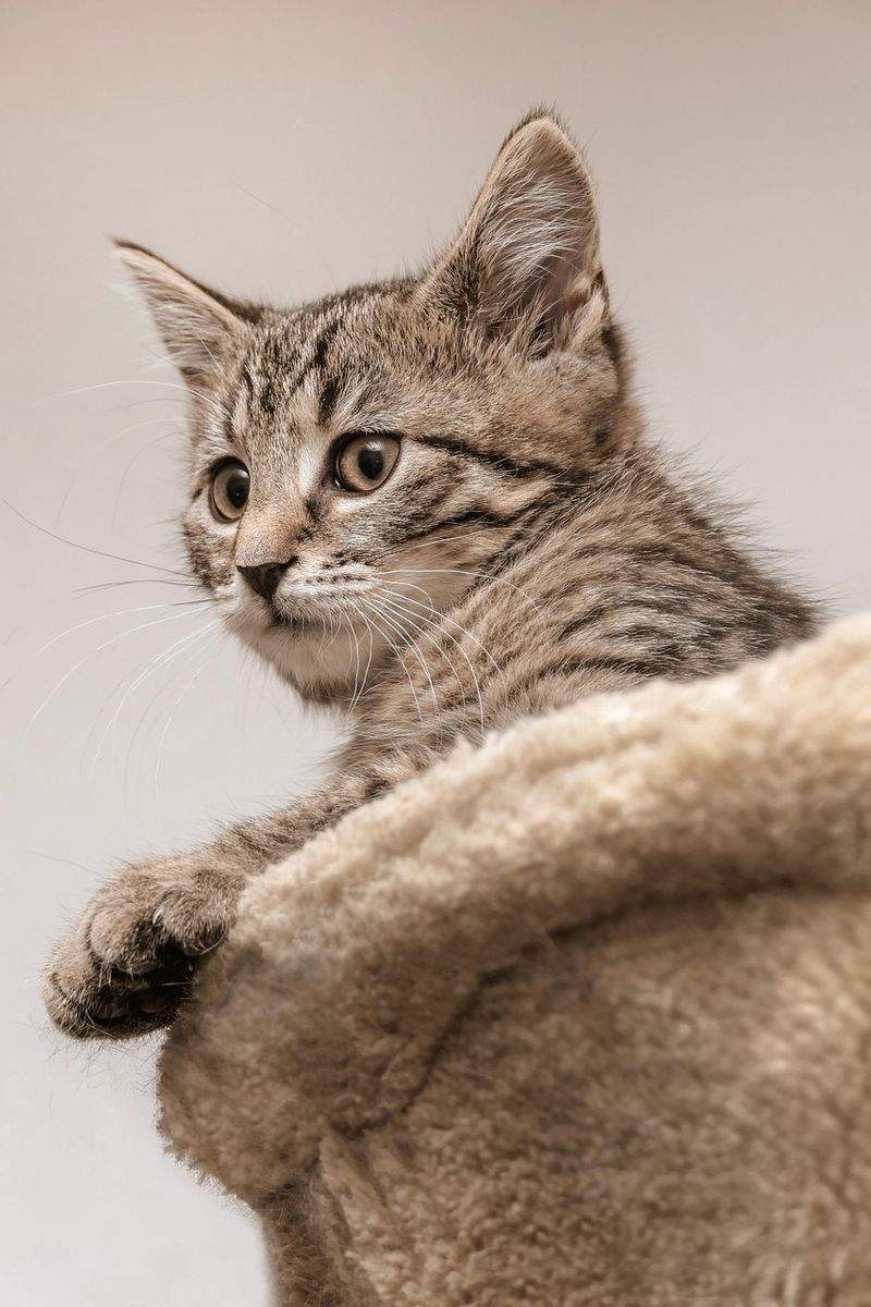 Paws & Whiskers Haven - Image 8