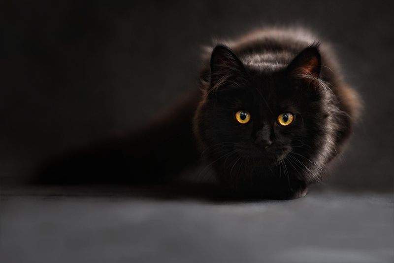 Paws & Whiskers Haven - Image 9